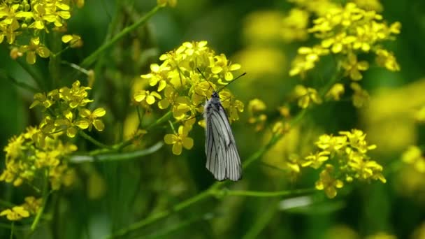 Zwart geaderde wit vlinder op bloemen van sintel — Stockvideo