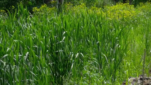 Viele Schmetterlinge in der Sommersaison — Stockvideo