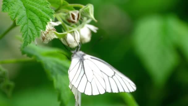 Zwart geaderde wit vlinder op raspberry bloemen — Stockvideo