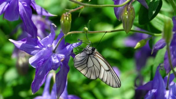 Μαύρο ροκφόρ άσπρο πεταλούδα στο λουλούδι aquilegia — Αρχείο Βίντεο