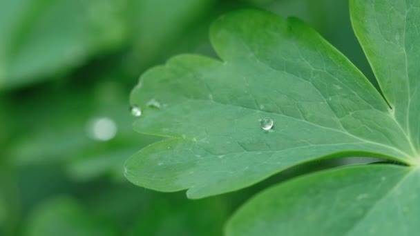 雨滴とオダマキの葉 — ストック動画