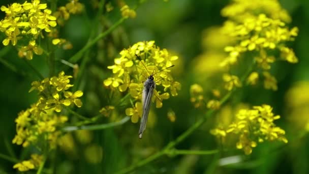 Schwarzer geäderter weißer Schmetterling auf Schlackenblumen — Stockvideo