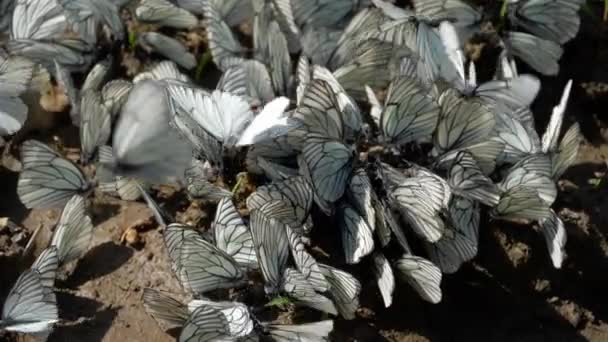 Zwart-groen geaderde witte vlinders — Stockvideo