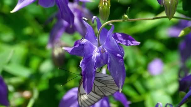 Bielinek bytomkowiec czarny motyl na Orlik kwiat — Wideo stockowe