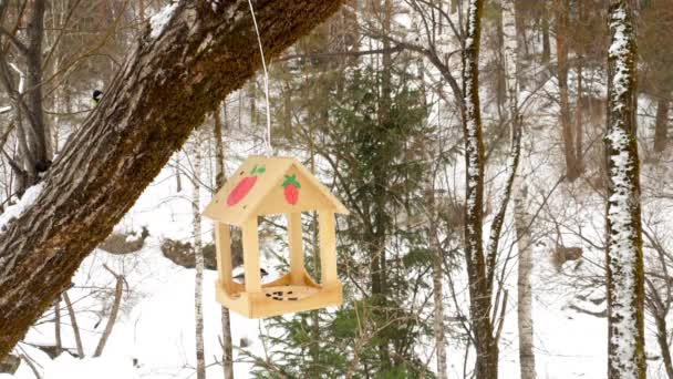 Alimentatore di uccelli nel parco — Video Stock