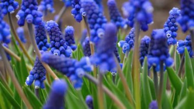 mavi çiçekler muscari