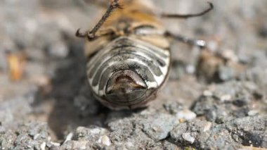 Mayıs-hata böceği arkasında yatan