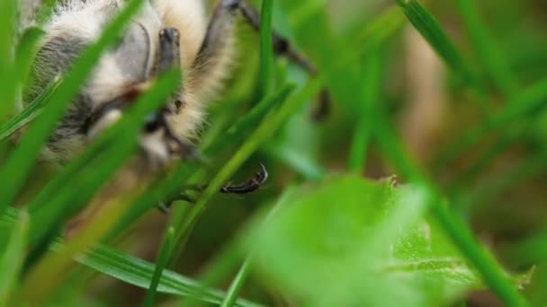 Maj-bug skalbagge i gräs — Stockvideo