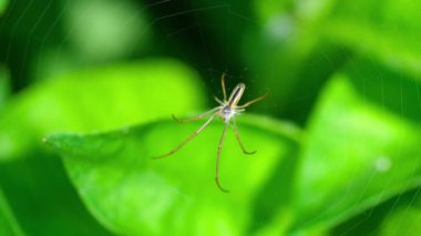 bir web Spider örgüleri