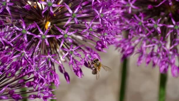 Квіти бджолиної цибулі — стокове відео
