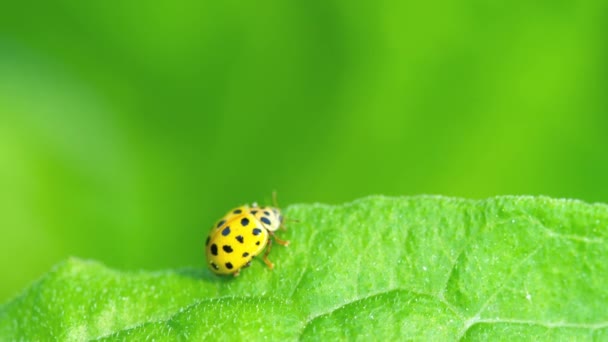 Ladybug in the grass — Stock Video