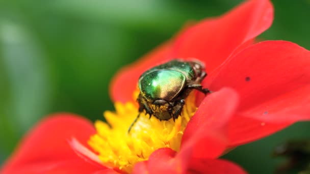 Cetonia Aurata Também Conhecida Como Rose Chafer Flor Dahlia Vermelha — Vídeo de Stock