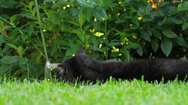 Negro escocés Fold gato — Vídeo de stock