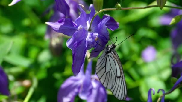 オダマキの花に白の縞模様のある黒蝶 — ストック動画