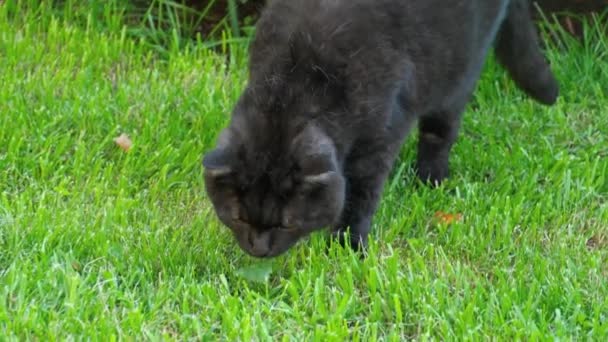 Negro escocés Fold gato — Vídeos de Stock