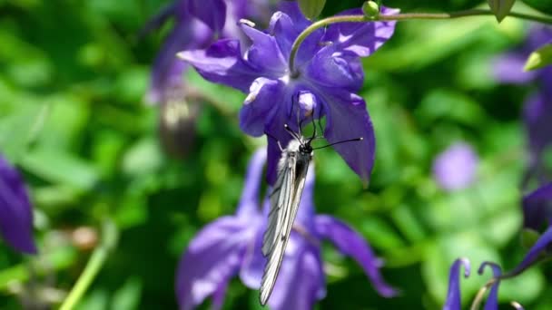 Svart ådrad vit fjäril på aquilegia blomma — Stockvideo