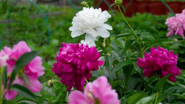 Flores de peonía de colores — Vídeos de Stock