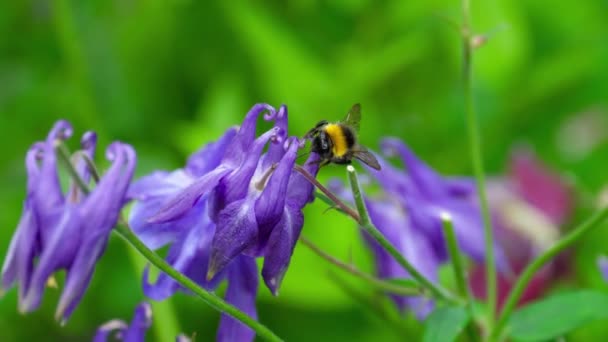 Bumblebee on aquilegia flower — Stock Video