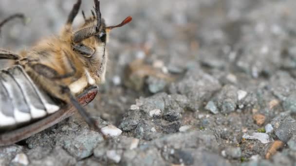 Peut-insecte scarabée couché sur le dos — Video