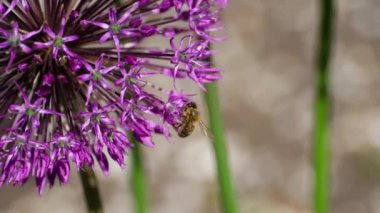 Soğan çiçek arıya
