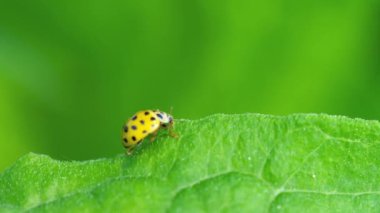 Çimlerde uğur böceği