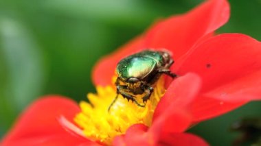 Cetonia Aurata kırmızı yıldız çiçeği çiçek