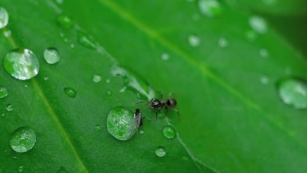 Közeli kép: ant és a levéltetű — Stock videók