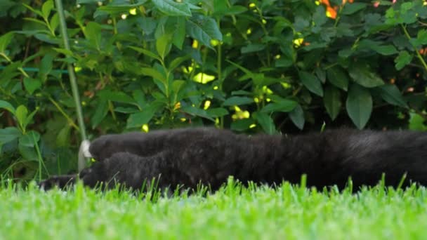 Scottish Fold czarny kot — Wideo stockowe