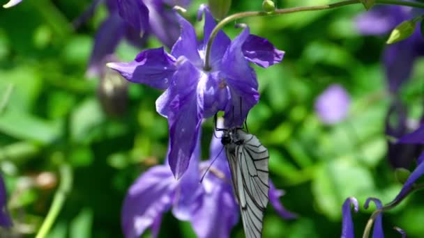 Zwart geaderde wit vlinder op aquilegia bloem — Stockvideo