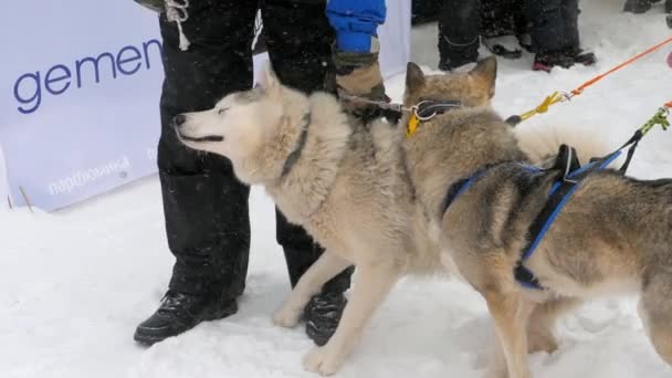 Equipo de perros de trineo husky con conductor de perros — Vídeo de stock