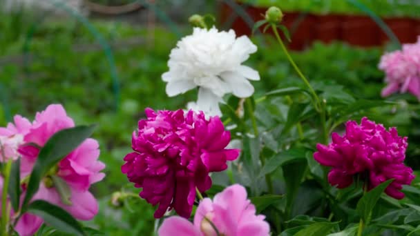 Colorful peony flowers — Stock Video