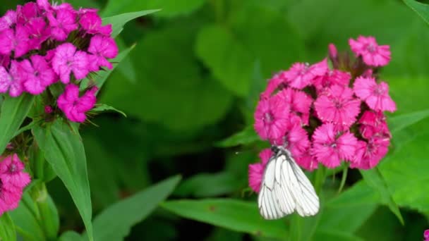 Zwarte geaderde witte vlinder — Stockvideo