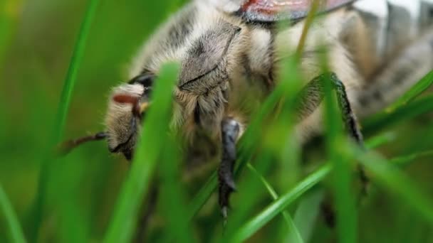 Mei-bug kever in gras — Stockvideo