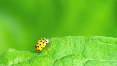 Çimlerde uğur böceği