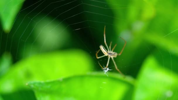 Spinne webt ein Netz — Stockvideo