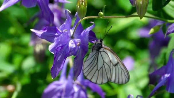 Schwarzer geäderter weißer Schmetterling auf Aquilegia-Blume — Stockvideo