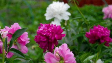 renkli Şakayık çiçekleri