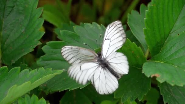 Mariposa blanca veteada negra — Vídeo de stock