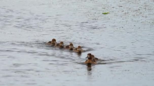 Pato Mallard con patitos — Vídeos de Stock