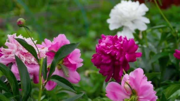 Красочные пионские цветы — стоковое видео