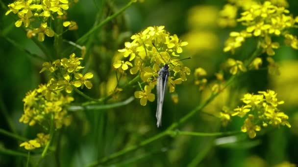 Zwart geaderde wit vlinder op bloemen van sintel — Stockvideo