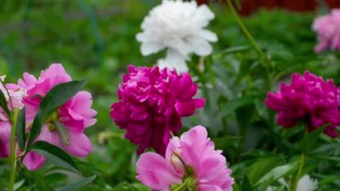 renkli Şakayık çiçekleri