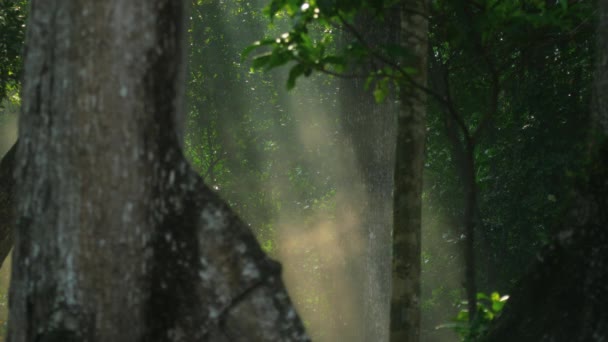 Солнечный пейзаж тропических лесов — стоковое видео