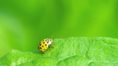 Çim, uğur böceği