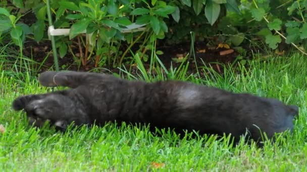 Black Scottish fold cat — Stock Video