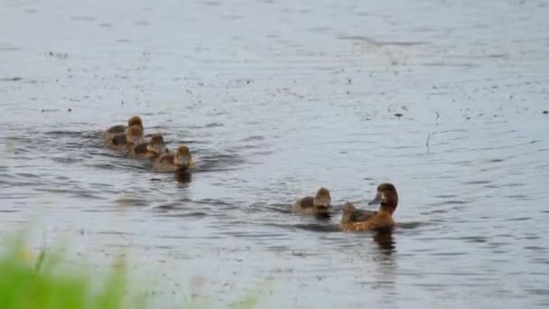 Gräsänder med ankungar — Stockvideo