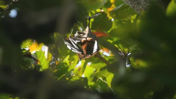 Pteropus opknoping op een boomtak en de afwas — Stockvideo