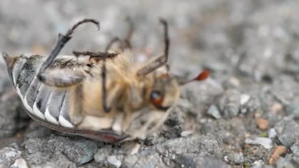 Peut-insecte scarabée couché sur le dos — Video