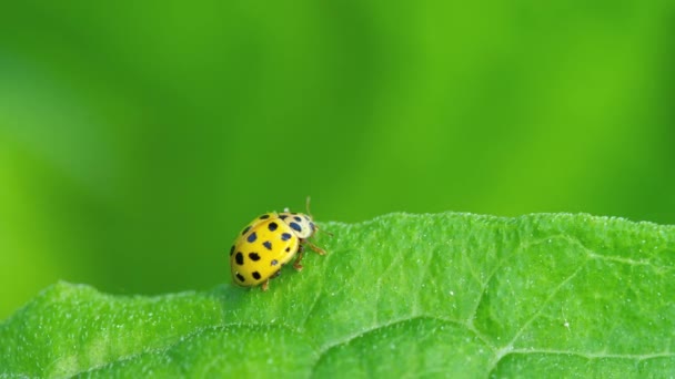 Coccinelle dans l'herbe — Video