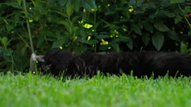 Siyah İskoç Fold kedi